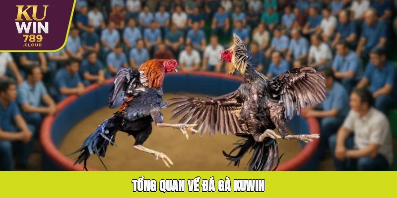 Tổng quan về đá gà KUWIN